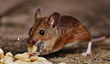 24 Hour & Emergency Exterminators in Roll, AZ